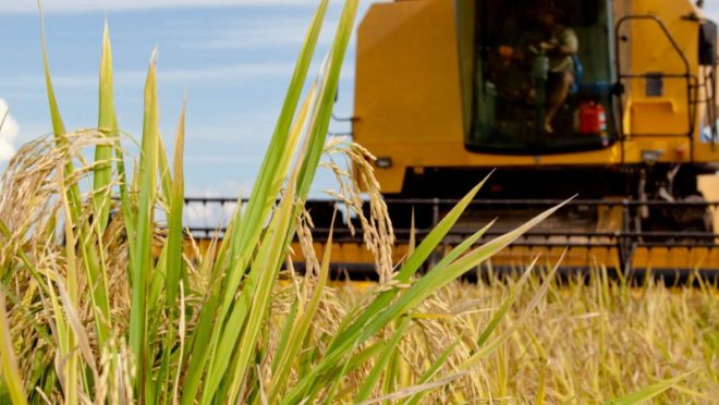  Leilão de arroz: Conab exige que empresas vencedoras comprovem capacidade financeira