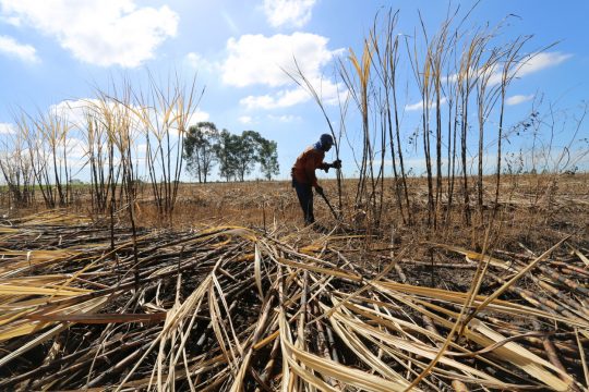  Firjan: safra de cana leva Campos a se destacar entre maiores geradores de emprego em maio