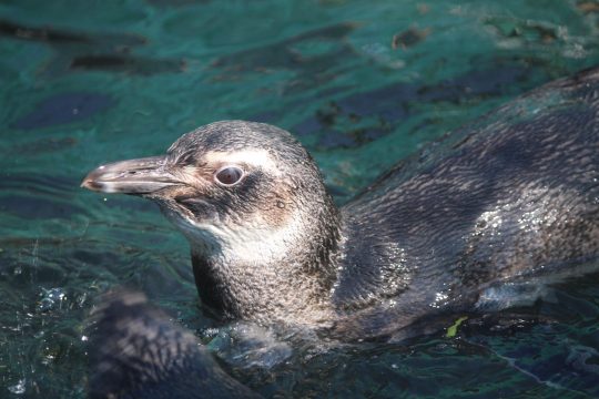  Aves marinhas pouco comuns aparecem na Região dos Lagos