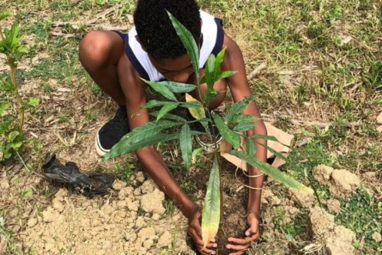 Centro de Educação Ambiental realiza plantios de árvores e cadastramento de moradores para receber mudas neste sábado