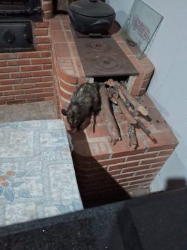  GAM contabiliza mais de 400 resgates de animais silvestres em 7 meses