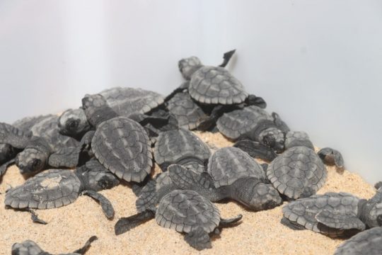  Soltura de tartarugas marinhas acontece em São João da Barra
