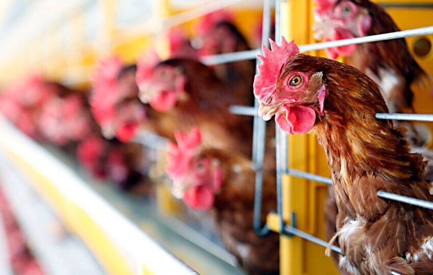  Brasil deve se declarar livre de gripe aviária em granja comercial nesta quarta 