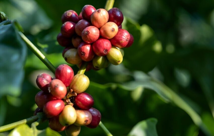  Técnica inédita de “arquitetura de plantas” deixa o café mais gostoso até na seca