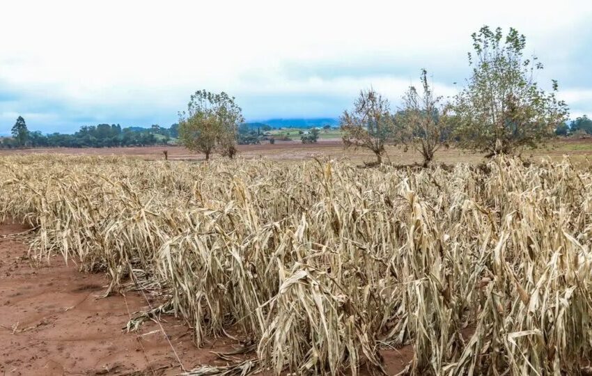  Governo bloqueia 42% do orçamento para seguro rural e ameaça cobertura de milhões de hectares