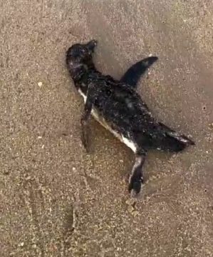Pinguim morto é encontrado na praia do Farol de São Thomé