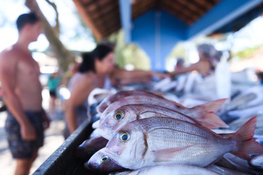  Vigilância orienta consumo seguro de pescado na Semana Santa