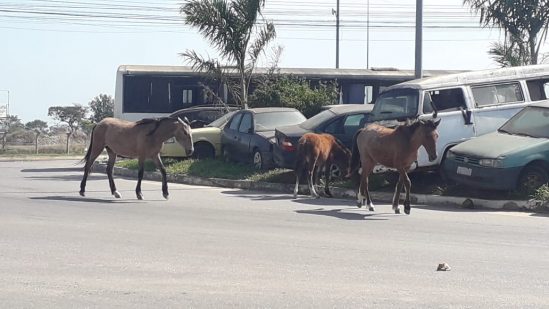  CCZ de Campos intensifica ações e já recolheu mais de 350 animais soltos