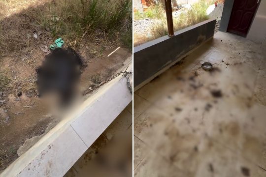  Jovem é investigado por maus-tratos após cachorro morrer preso em casa fechada em SFI