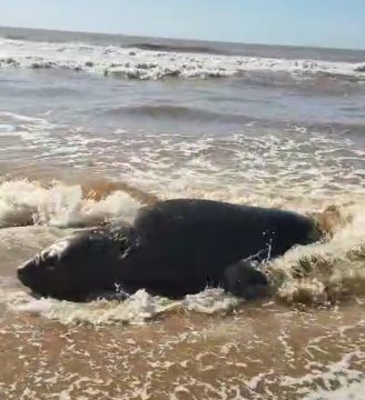  Animal raro surpreende banhistas na praia de Atafona, SJB