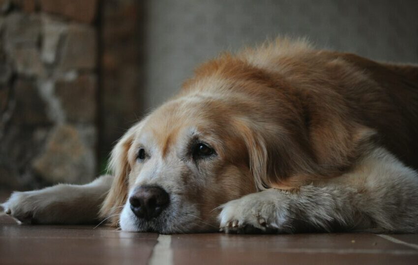  Ciência busca prolongar a vida do cachorro com novas terapias contra o envelhecimento